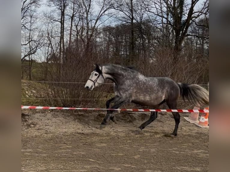 PRE Mix Wallach 6 Jahre 166 cm Schimmel in petitefontaine PRE Mix Wallach 6 Jahre 166 cm Schimmel in petitefontaine