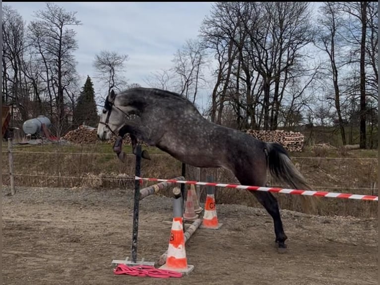 PRE Mix Wallach 6 Jahre 166 cm Schimmel in petitefontaine PRE Mix Wallach 6 Jahre 166 cm Schimmel in petitefontaine