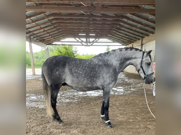 PRE Mix Wallach 6 Jahre 166 cm Schimmel in petitefontaine PRE Mix Wallach 6 Jahre 166 cm Schimmel in petitefontaine