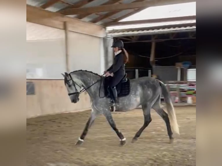 PRE Mix Wallach 6 Jahre 166 cm Schimmel in petitefontaine PRE Mix Wallach 6 Jahre 166 cm Schimmel in petitefontaine