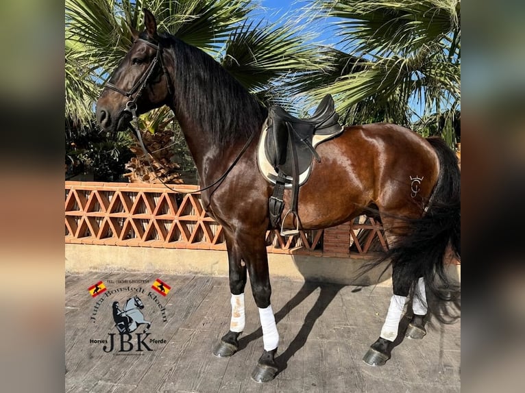 PRE Wallach 6 Jahre 167 cm Brauner in Tabernas Almeria