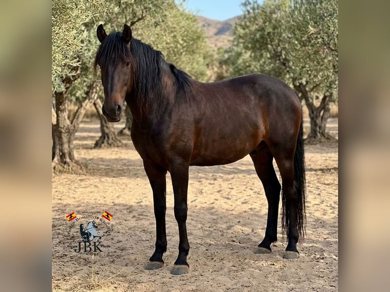 PRE Wallach 6 Jahre 167 cm Brauner in Tabernas Almeria