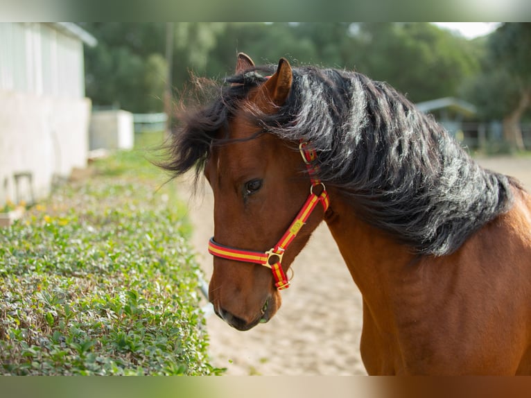 PRE Wallach 6 Jahre 167 cm Brauner in Vejer de la Frontera
