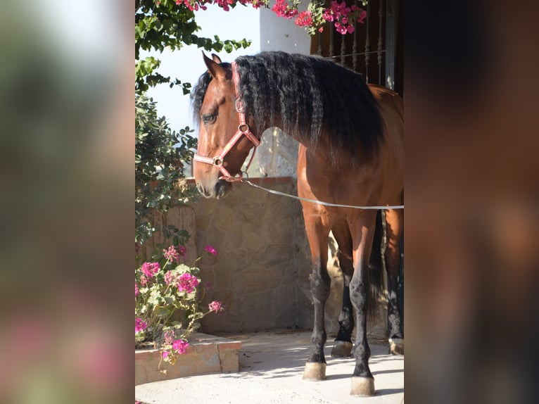 PRE Wallach 6 Jahre 167 cm Brauner in Vejer de la Frontera