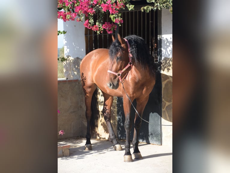 PRE Wallach 6 Jahre 167 cm Brauner in Vejer de la Frontera