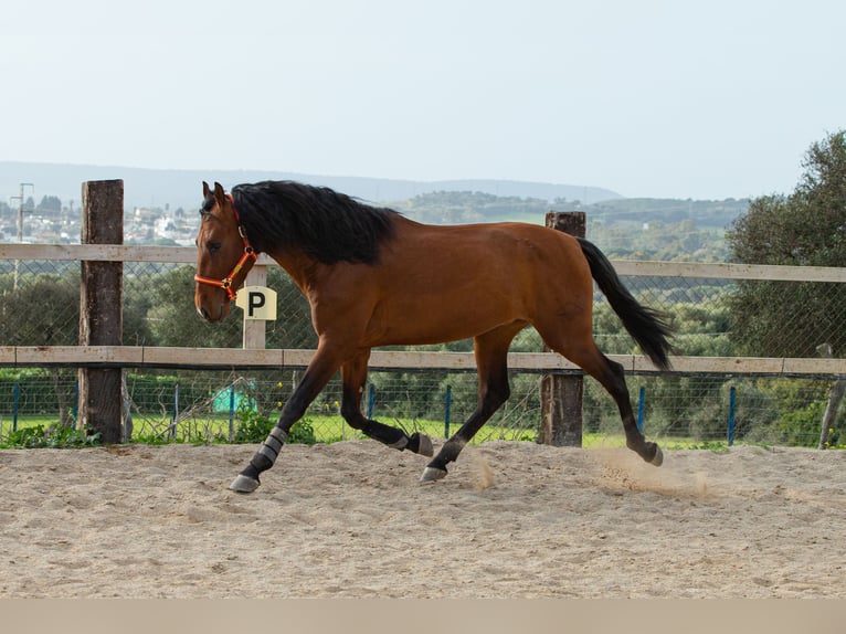 PRE Wallach 6 Jahre 167 cm Brauner in Vejer de la Frontera