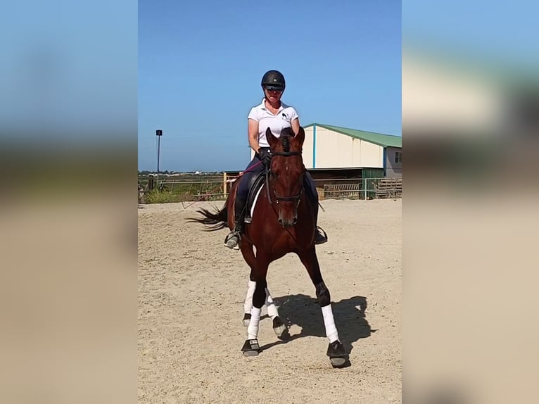 PRE Wallach 6 Jahre 167 cm Brauner in Vejer de la Frontera