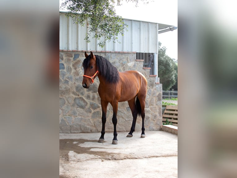 PRE Wallach 6 Jahre 167 cm Brauner in Vejer de la Frontera