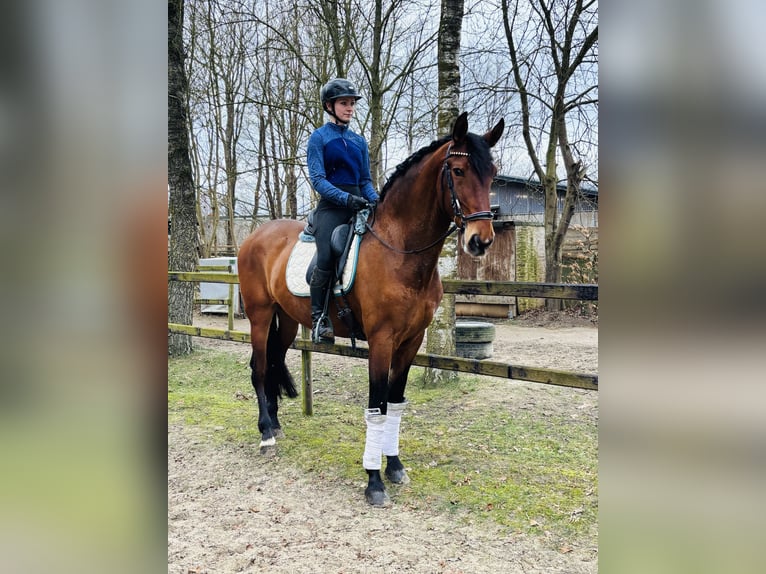 PRE Mix Wallach 6 Jahre 167 cm Brauner in Sottrum