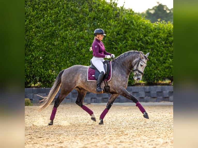 PRE Wallach 6 Jahre 167 cm Braunfalbschimmel in Ommen