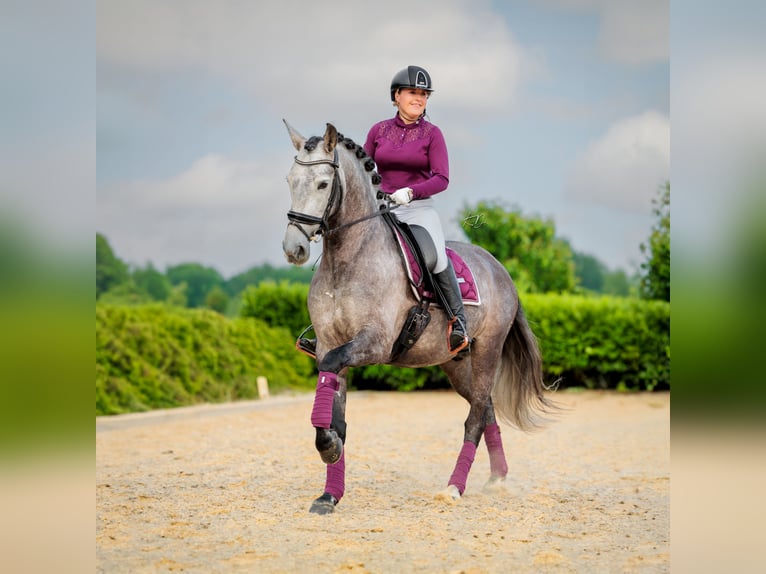 PRE Wallach 6 Jahre 167 cm Braunfalbschimmel in Ommen