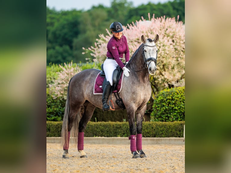 PRE Wallach 6 Jahre 167 cm Braunfalbschimmel in Ommen