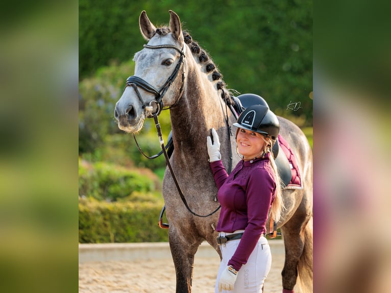 PRE Wallach 6 Jahre 167 cm Braunfalbschimmel in Ommen