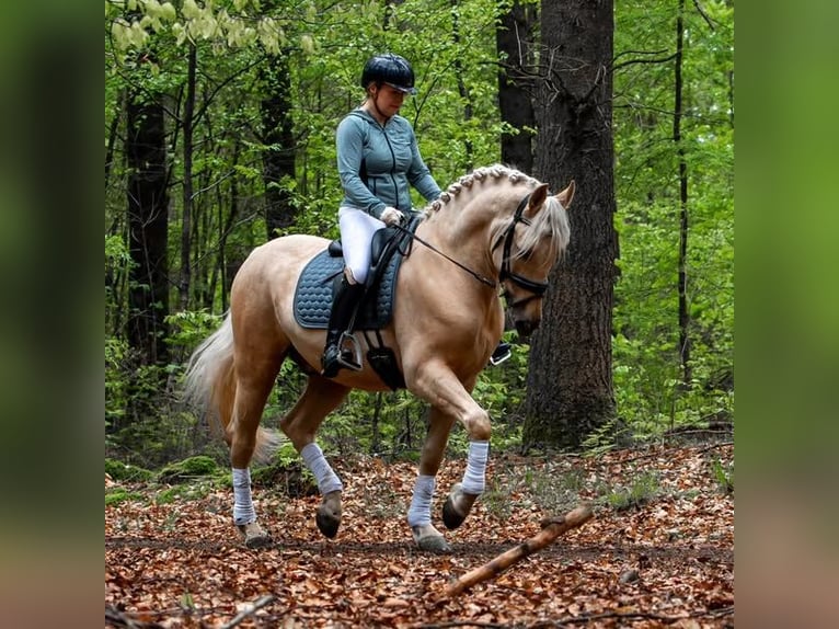 PRE Mix Wallach 6 Jahre 167 cm Palomino in M&#xFC;nster
