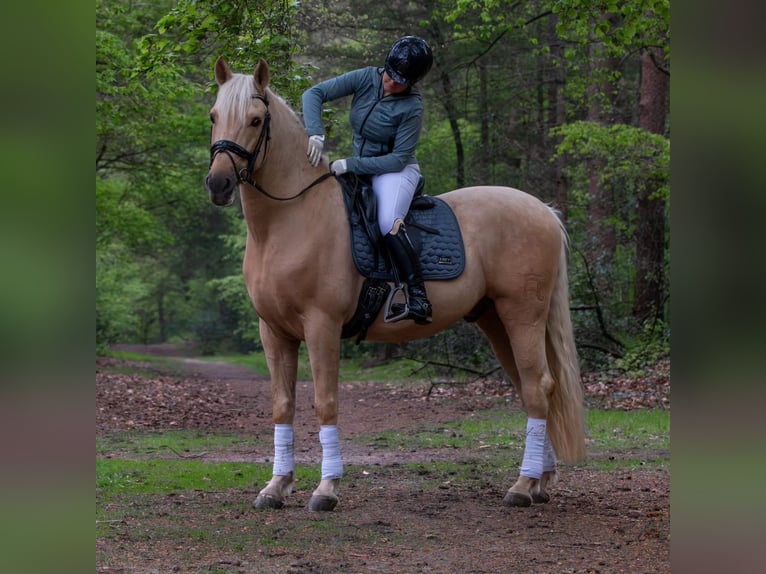PRE Mix Wallach 6 Jahre 167 cm Palomino in M&#xFC;nster