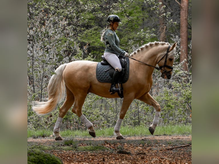 PRE Mix Wallach 6 Jahre 167 cm Palomino in M&#xFC;nster