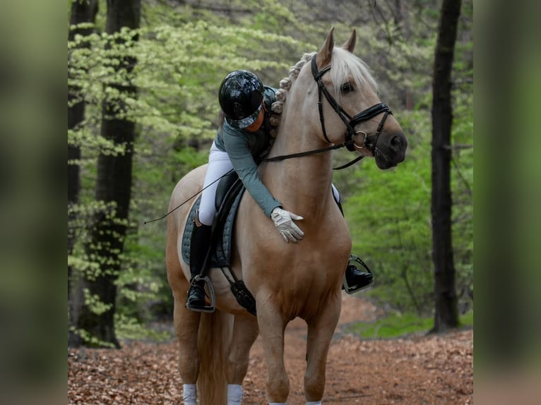 PRE Mix Wallach 6 Jahre 167 cm Palomino in M&#xFC;nster