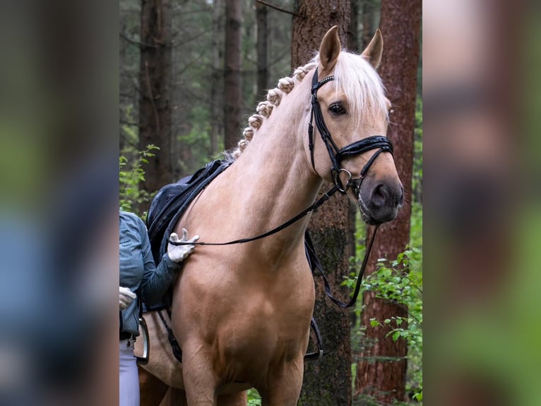 PRE Mix Wallach 6 Jahre 167 cm Palomino in M&#xFC;nster