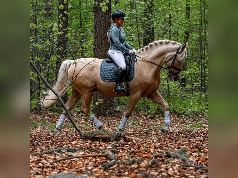 PRE Mix Wallach 6 Jahre 167 cm Palomino in M&#xFC;nster