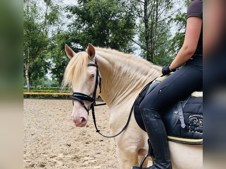 PRE Wallach 6 Jahre 167 cm Pearl in HassendorfSottrum