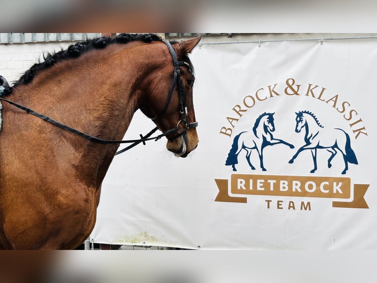 PRE Wallach 6 Jahre 167 cm Perlino in Sottrum
