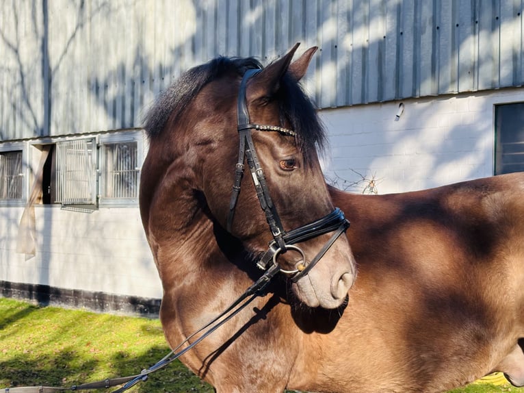 PRE Wallach 6 Jahre 167 cm Perlino in Sottrum