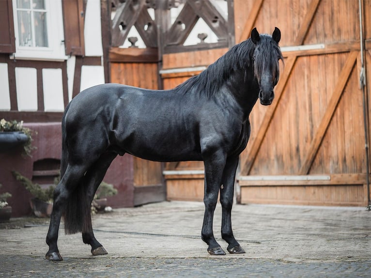 PRE Mix Wallach 6 Jahre 167 cm Rappe in Velbert