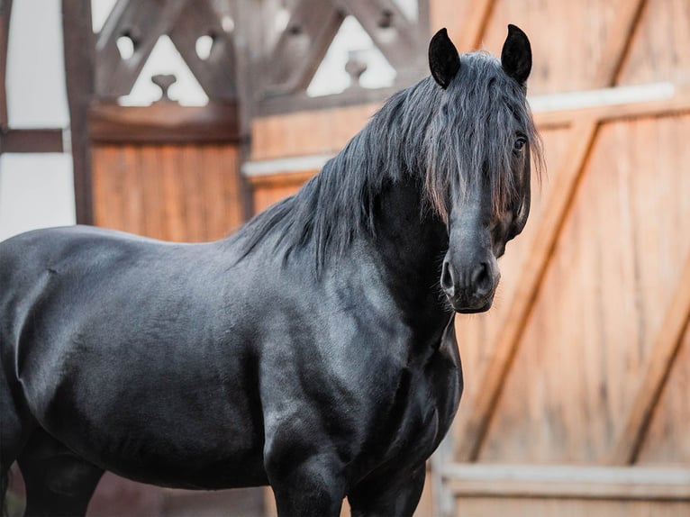PRE Mix Wallach 6 Jahre 167 cm Rappe in Velbert