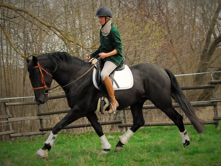 PRE Mix Wallach 6 Jahre 167 cm Rappe in Velbert