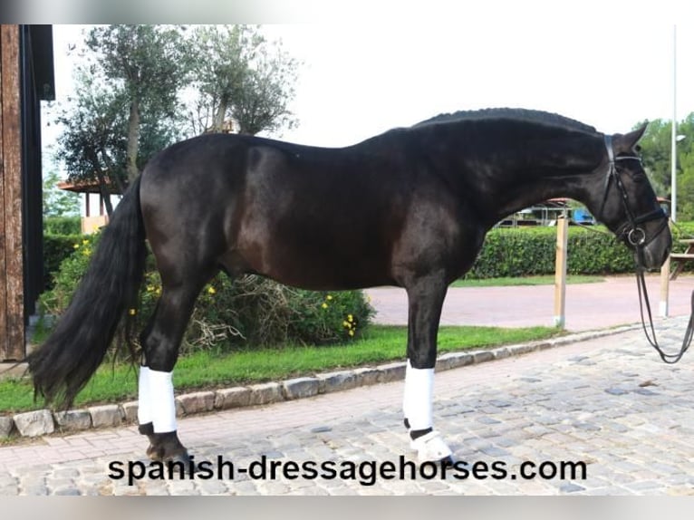 PRE Mix Wallach 6 Jahre 167 cm Rappe in Barcelona