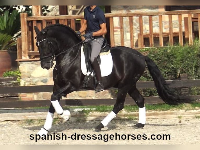 PRE Mix Wallach 6 Jahre 167 cm Rappe in Barcelona
