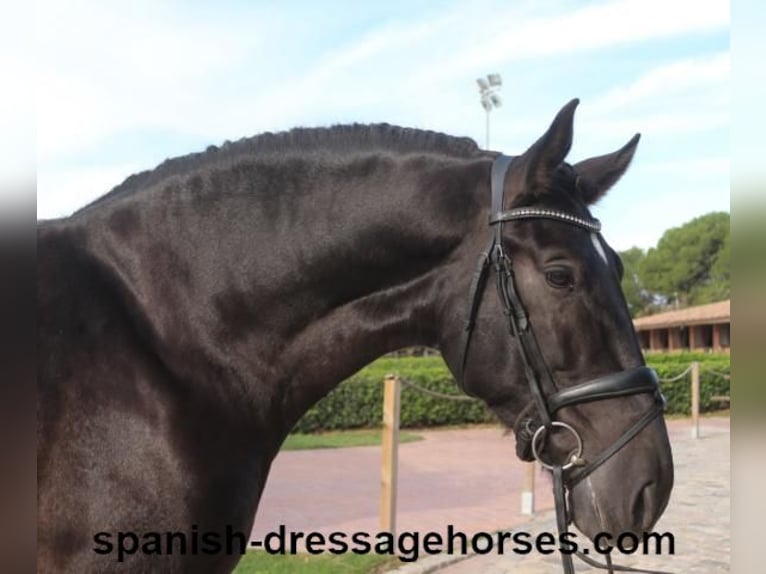 PRE Mix Wallach 6 Jahre 167 cm Rappe in Barcelona