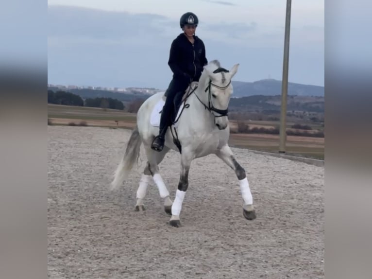 PRE Mix Wallach 6 Jahre 167 cm Schimmel in Ludwigsfelde