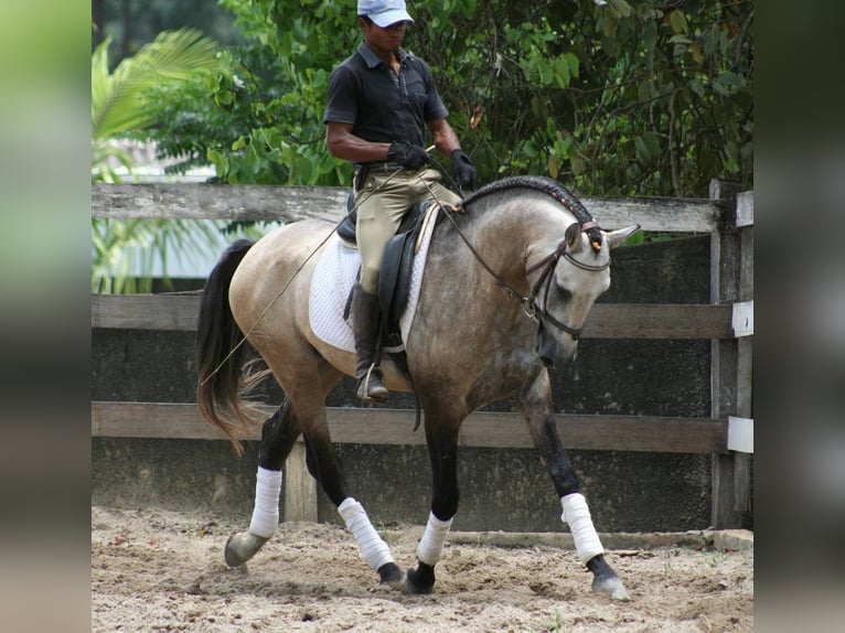 PRE Wallach 6 Jahre 167 cm Schimmel in Fredensborg