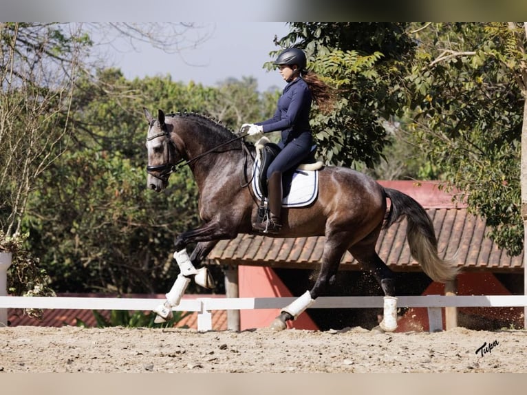 PRE Wallach 6 Jahre 167 cm Schimmel in Breckerfeld