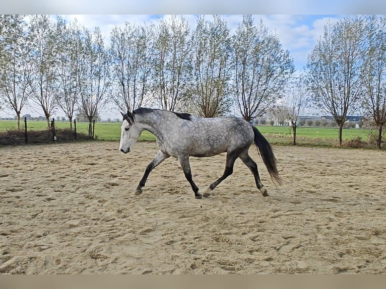 PRE Mix Wallach 6 Jahre 167 cm Schimmel in Meerkerk