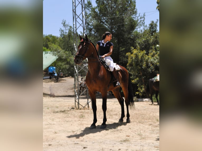 PRE Wallach 6 Jahre 168 cm Brauner in Riogordo