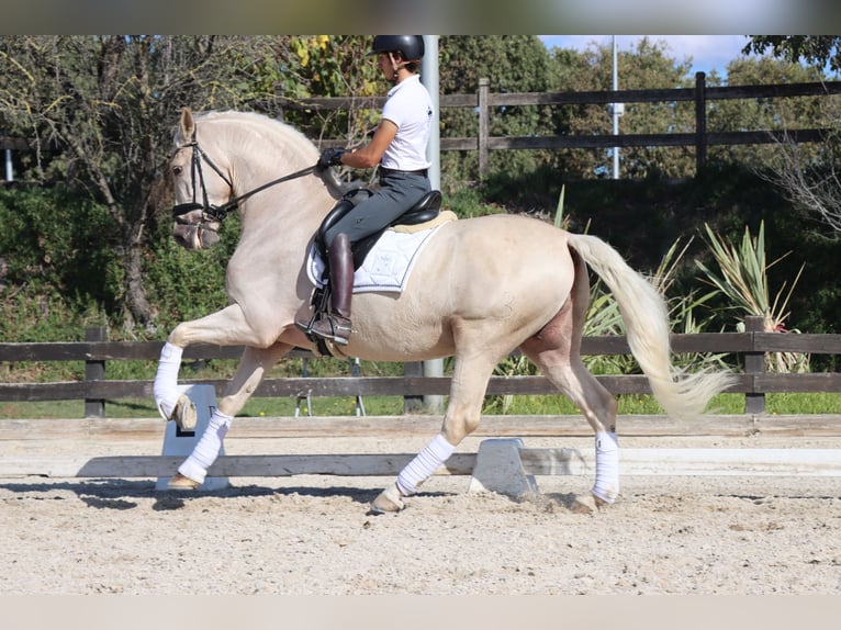 PRE Mix Wallach 6 Jahre 168 cm Palomino in Santa Perpetua de Mogoda