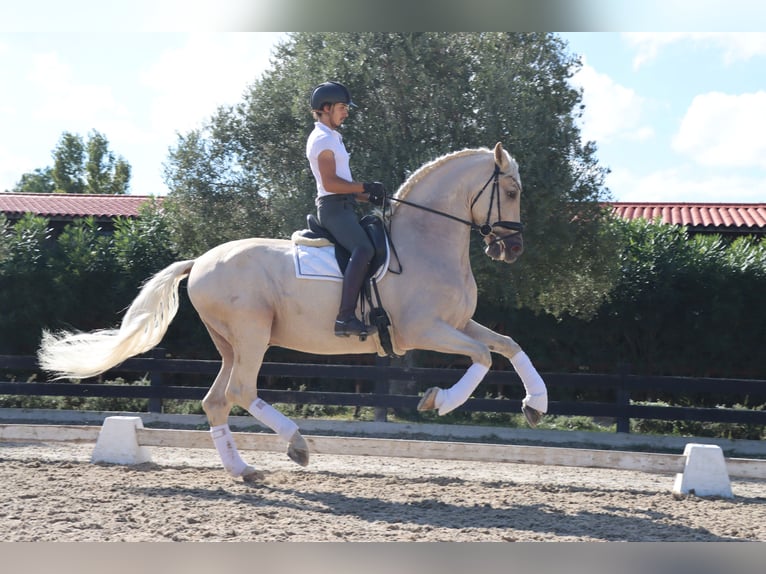 PRE Mix Wallach 6 Jahre 168 cm Palomino in Santa Perpetua de Mogoda