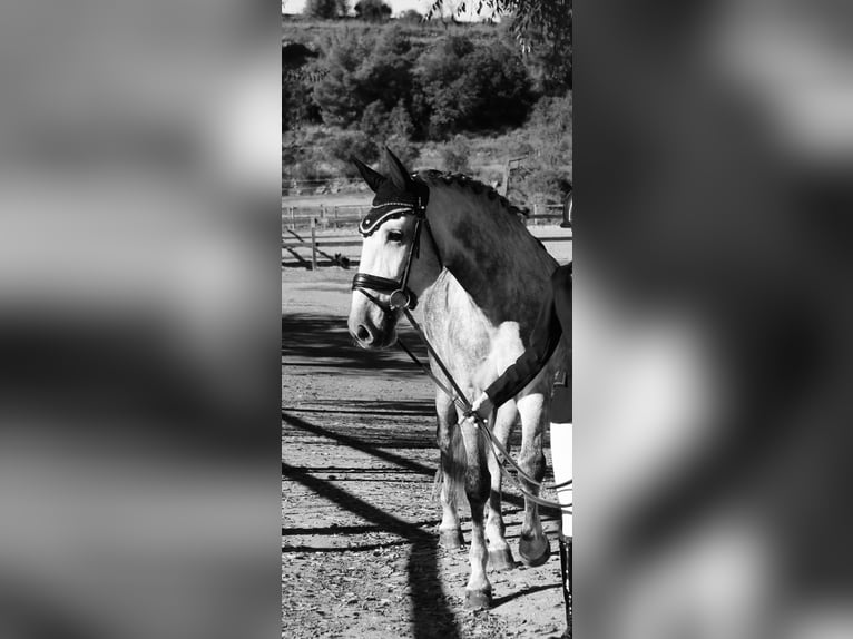 PRE Mix Wallach 6 Jahre 168 cm Schimmel in Sant Fruitos De Bages