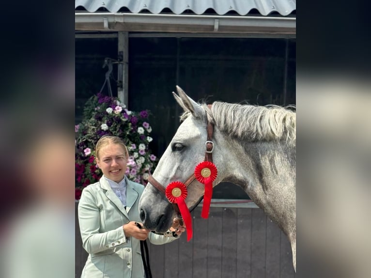 PRE Wallach 6 Jahre 168 cm Schimmel in Sm