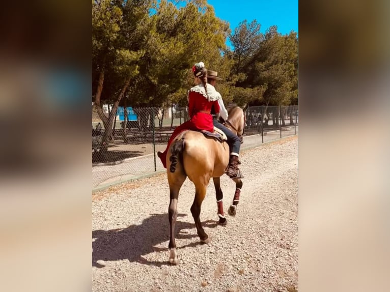 PRE Mix Wallach 6 Jahre 169 cm Buckskin in Grebenhain
