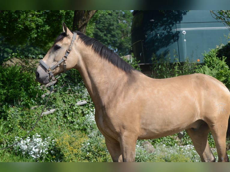 PRE Mix Wallach 6 Jahre 169 cm Buckskin in Grebenhain