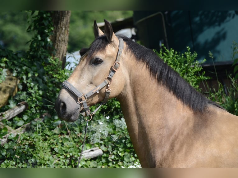 PRE Mix Wallach 6 Jahre 169 cm Buckskin in Grebenhain