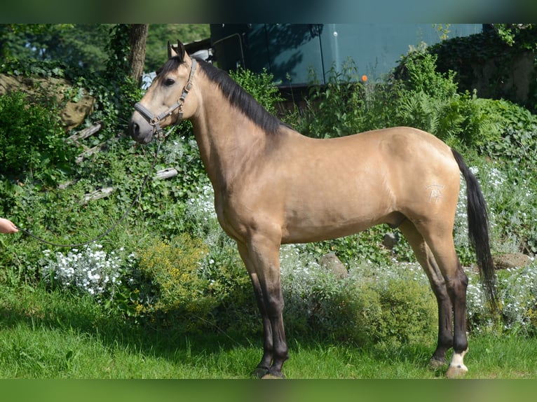 PRE Mix Wallach 6 Jahre 169 cm Buckskin in Grebenhain