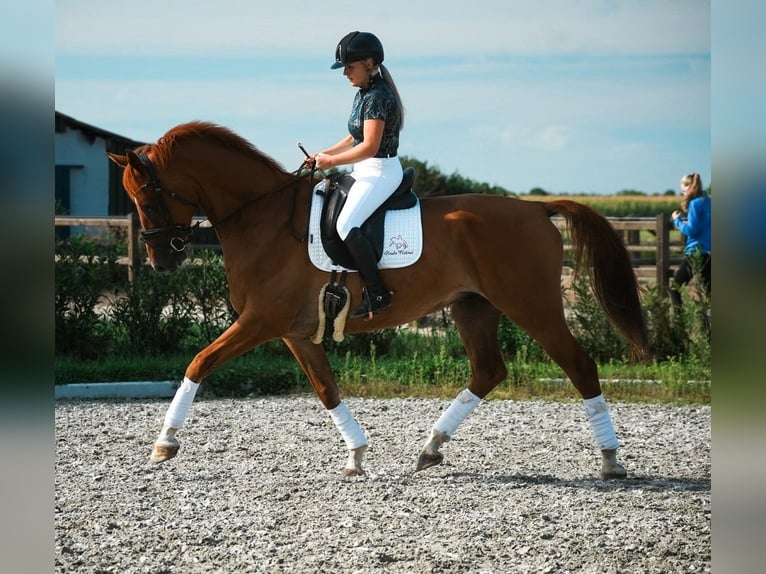 PRE Mix Wallach 6 Jahre 169 cm Hellbrauner in Prag