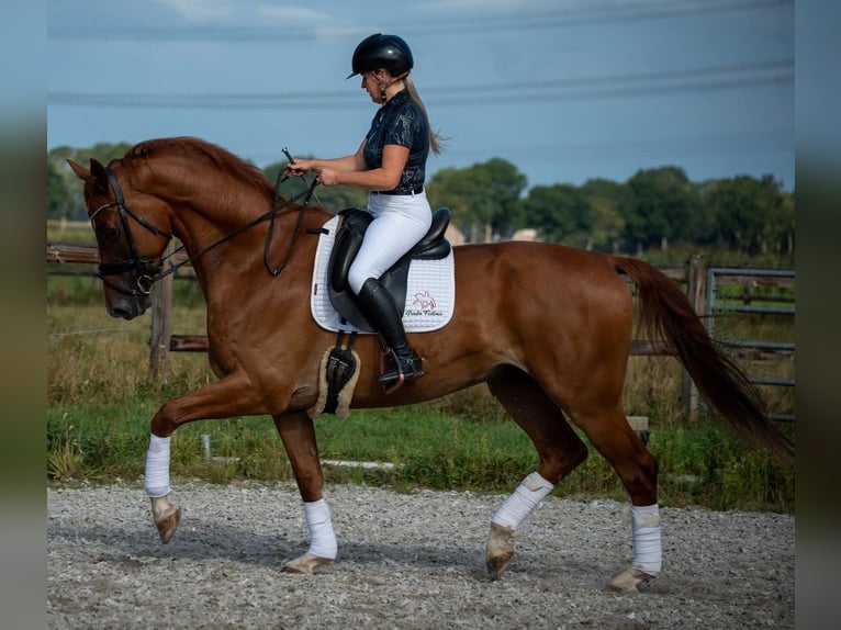 PRE Mix Wallach 6 Jahre 169 cm Hellbrauner in Prag