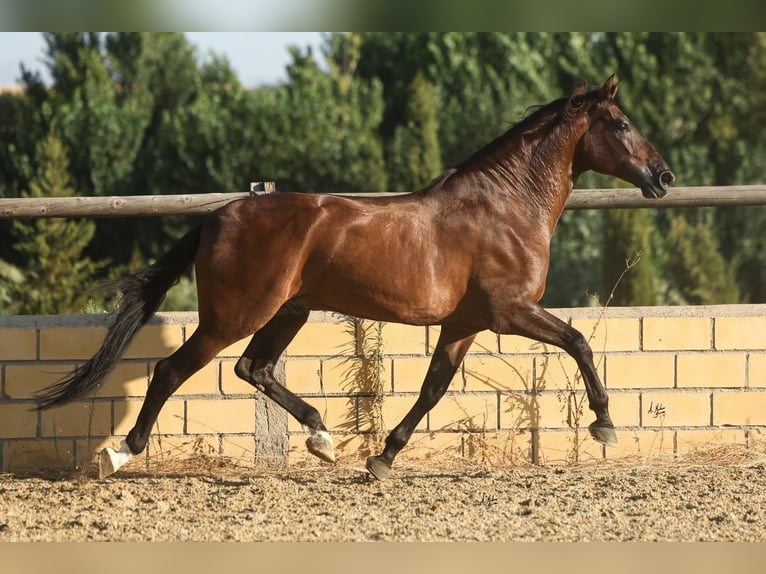 PRE Wallach 6 Jahre 170 cm Dunkelbrauner in Krumbach