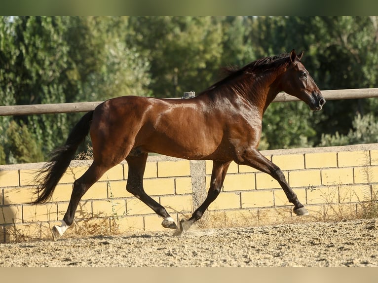 PRE Wallach 6 Jahre 170 cm Dunkelbrauner in Krumbach
