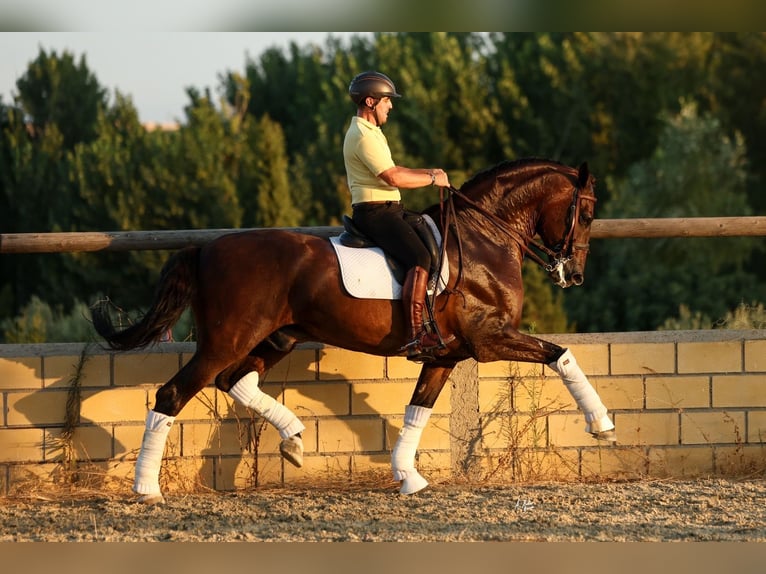 PRE Wallach 6 Jahre 170 cm Dunkelbrauner in Krumbach